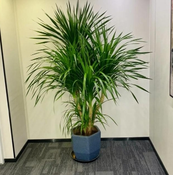 绿植租赁