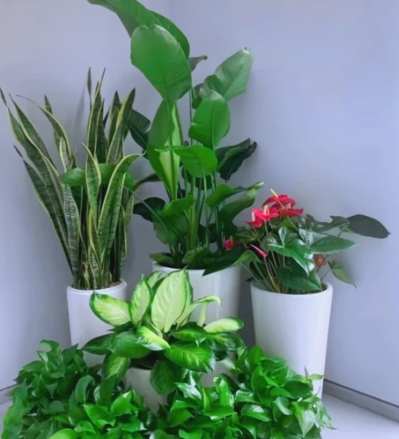绿植租赁