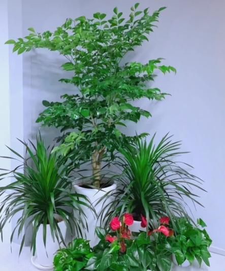 绿植租赁