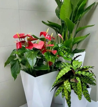 花卉租赁