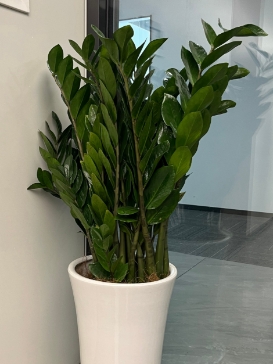 办公室绿植租摆