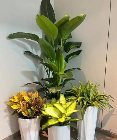 绿植租摆