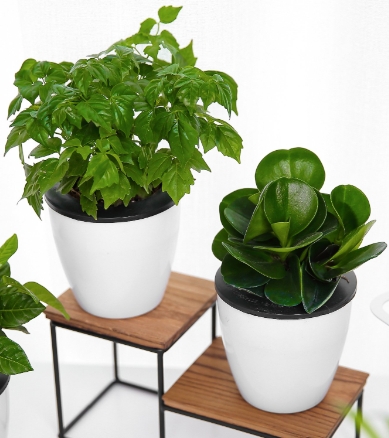 绿植租摆