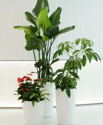 绿植租摆