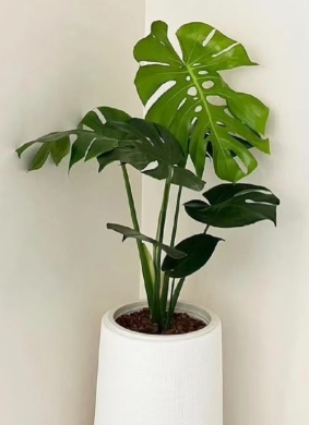 植物租赁
