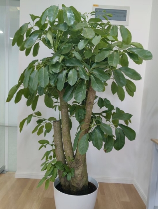 植物租赁