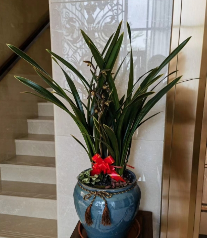 绿植租赁公司
