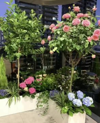 绿植租赁公司