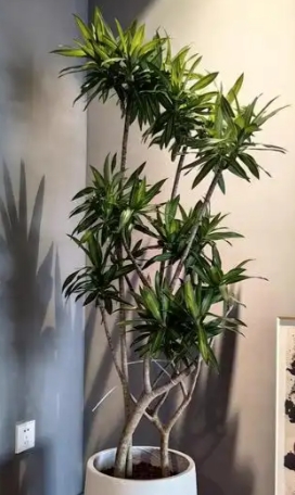 绿植租赁公司