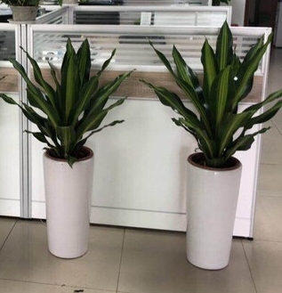 南京绿植免费送货上门