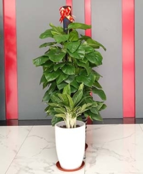 南京绿植免费送货上门