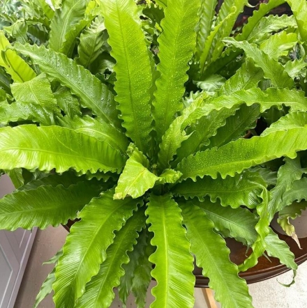 绿植租摆