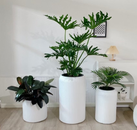 绿植租赁