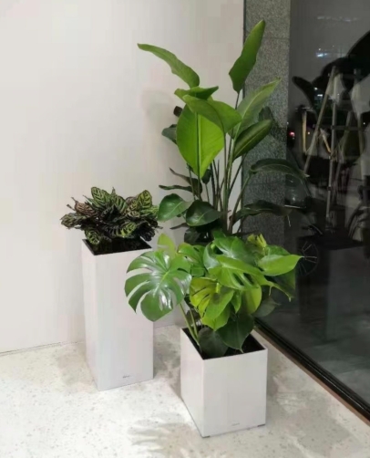 绿植租赁公司